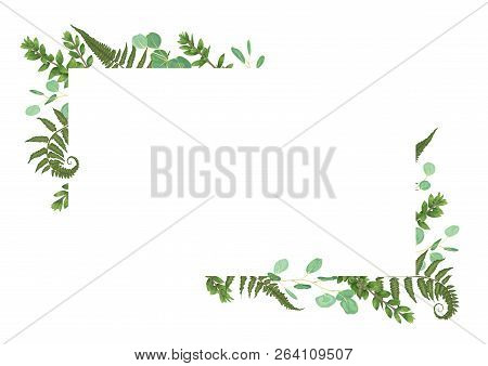Vector Card Floral Design With Green Watercolor, Eucalyptus, Forest Fern, Herbs, Eucalyptus, Branche