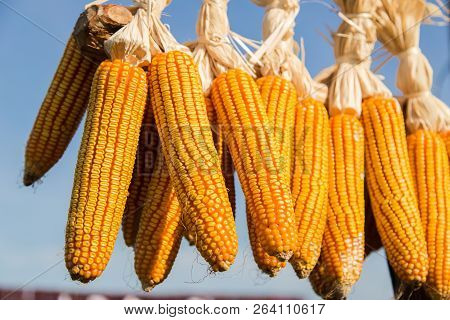 Ripe Dey Corn Cob Hanging With Blue Sky
