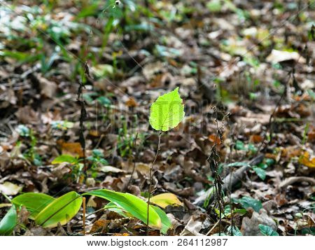 Green Leaf Of Sprout In Autumn Leaf Litter Illuminated By Sun In Forest Of Timiryazevsky Park In Sun