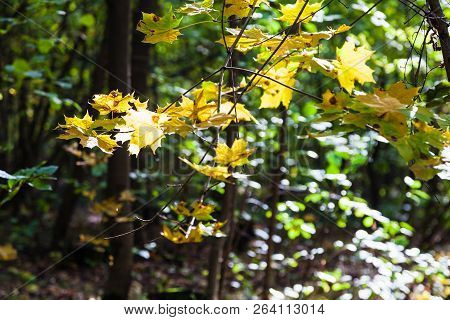 Yellow Maple Leaves Illuminated By Sun In Forest Of Timiryazevsky Park In Sunny October Day