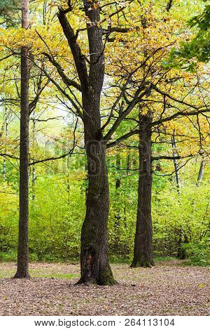 Oak And Pine Trees In Forest Of Timiryazevsky Park In Sunny October Day