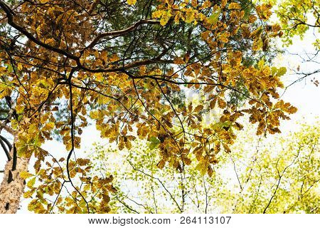 Bottom View Of Oak Tree Branch With Autumn Leaves In Forest Of Timiryazevsky Park In Sunny October D