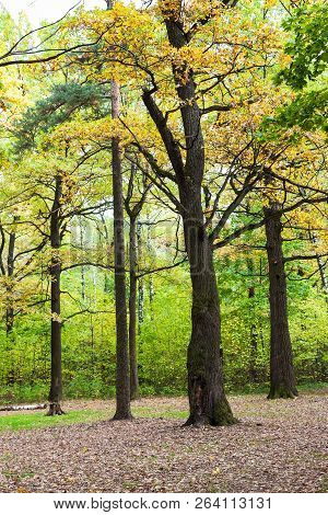 Oak And Pine Trees On Meadow In Forest Of Timiryazevsky Park In Sunny October Day