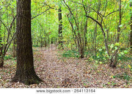 Path Covered By Fallen Leaves In Forest Of Timiryazevsky Park In Sunny October Day