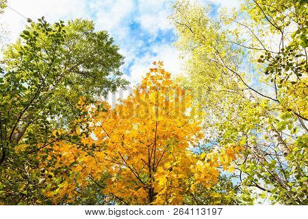 Bottom View Of Tops Of Aspen, Birch, Maple, Hazel Trees In Forest Of Timiryazevsky Park In Sunny Oct