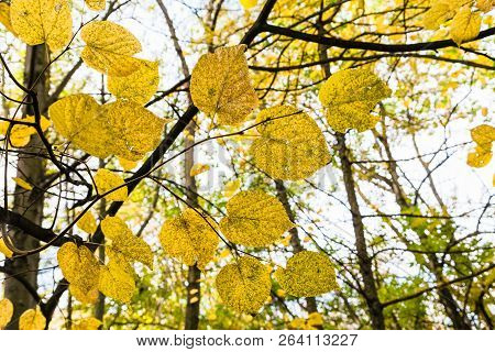 Yellow Leaves Close Up On Branch In Forest Of Timiryazevsky Park In October Day