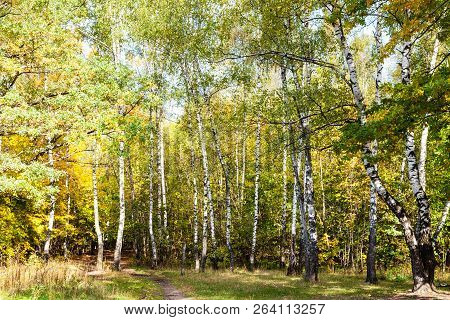 Footpath On Meadow In Birch Grove In Forest Of Timiryazevsky Park In Sunny October Day
