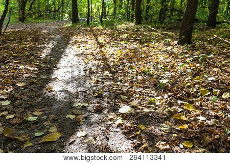 Leaf Litter On Path Illuminated By Sun In Forest Of Timiryazevsky Park In Sunny October Day