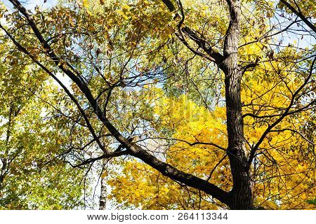 Bottom View Of Oak Trunk Between Autumn Trees In Forest Of Timiryazevsky Park In Sunny October Day