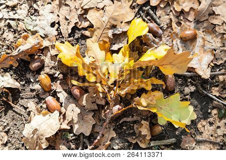 Top View Of Fallen Oak Leaves And Acorns In Leaf Litter In Forest Of Timiryazevsky Park In Sunny Oct
