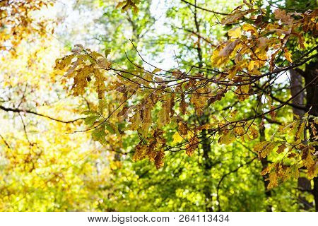 Oak Tree Twigs In Forest Of Timiryazevsky Park In Sunny October Day