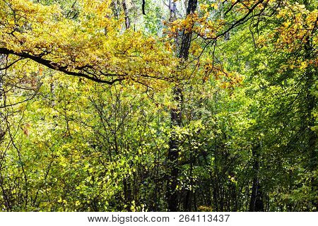 Oak Tree Branch And Dense Forest Of Timiryazevsky Park In Sunny October Day