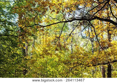 Oak Branch Lit By Sun In Dense Forest In Timiryazevsky Park In Sunny October Day