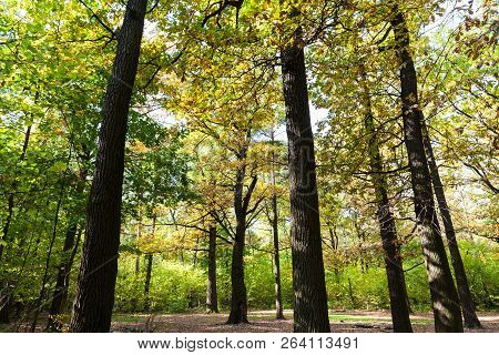 Small Oak Grove In Forest Of Timiryazevsky Park In Sunny October Day