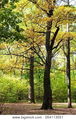 Oak Tree Lit By Sun On Meadow In Autumn Forest Of Timiryazevsky Park In Sunny October Day