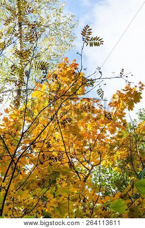 Bottom View Of Rowan, Birch And Maple In Autumn Forest Of Timiryazevsky Park In Sunny October Day