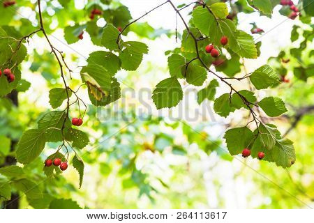 Ripe Hawthorn Fruits On Tree In Autumn Forest Of Timiryazevsky Park In Sunny October Day