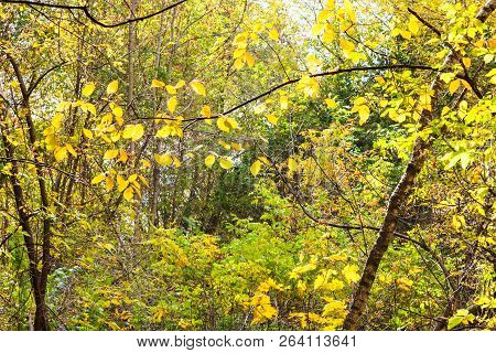 Thick Forest Illuminated By Sun In Timiryazevsky Park In Sunny October Day