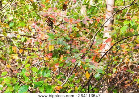 Red And Green Leaves Of Shrub In Autumn Forest Of Timiryazevsky Park In Sunny October Day