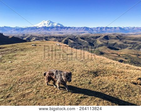Travel To North Caucasus Region Region - View Of Mount Elbrus And Little Dog On Bermamyt Mountain Pl