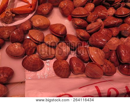Conchas Finas Or Smooth Clams On Sale In Granada Market, Andalusia
