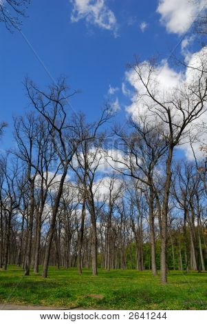 Bezlisté Forest