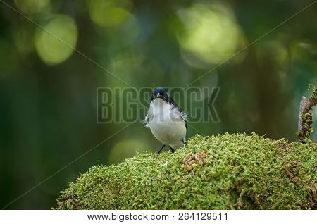 Dark-backed Sibia (malacias Melanoleucus) Bird In Nature Thailand