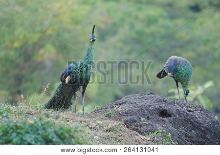 Green Peafowl, Peacock In Nature
