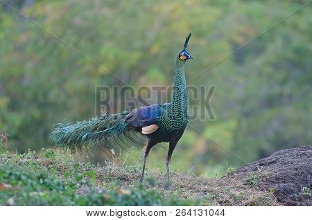 Green Peafowl, Peacock In Nature