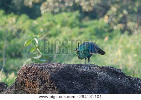 Green Peafowl, Peacock In Nature