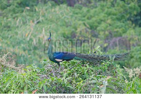 Green Peafowl, Peacock In Nature