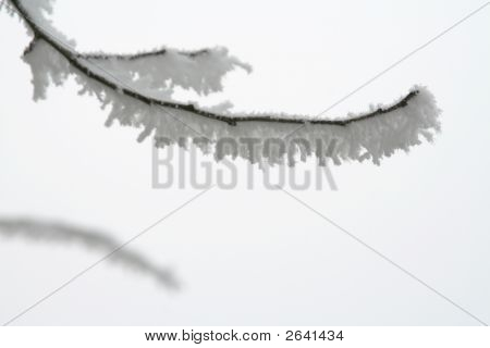 Lumi Twig