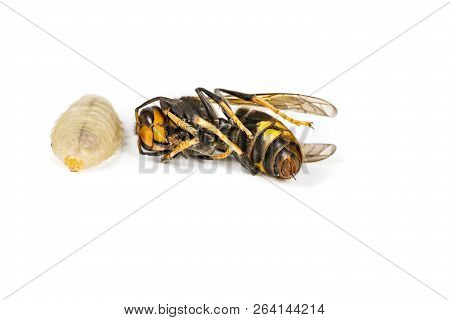 Close Up Of Dead Asian Hornet Wasp Larva Larvae Insect Macro In White Background. Poisonous Venom An