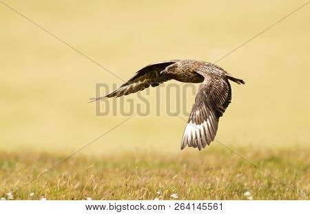 Close Up Of Great Skua Known As Bonxie In Flight Against Yellow Background, Noss Island, Scotland.