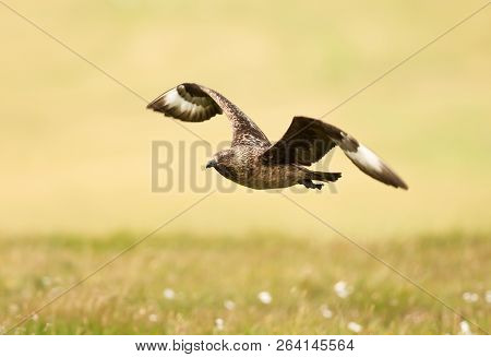Close Up Of A Great Skua Known As Bonxie In Flight, Noss Island, Scotland.