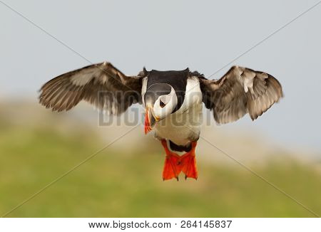 Atlantic Puffin In Flight, Noss Island, Shetland Islands.