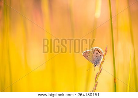 Nature Background Concept And Beautiful Summer Meadow Background. Inspirational Nature Closeup. Tran