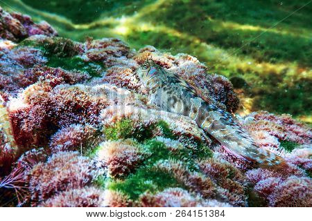 Portrait Of Cute Blenny Fish, Close Up  (parablennius Zvonimiri)