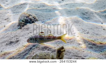 Mullus Surmuletus, Striped Red Mullet Swimming Underwater