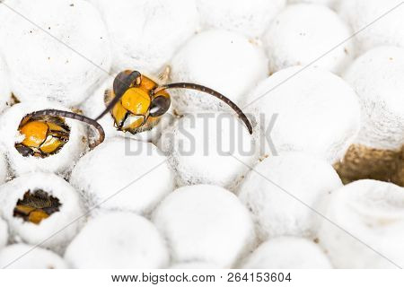 Close Up Of Alive Asian Hornet Wasp Head, In Nest Honeycombed Insect Macro. Poisonous Venom Animal C