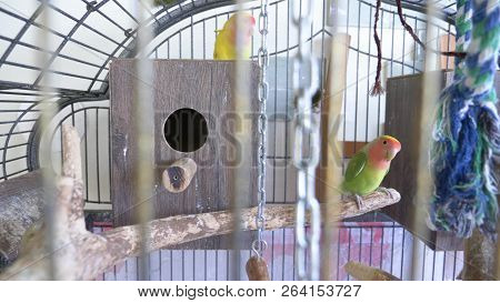 Parrot In A Golden Cage. Close-up. View Through The Bars Of The Cage