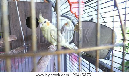 Parrot In A Golden Cage. Close-up. View Through The Bars Of The Cage