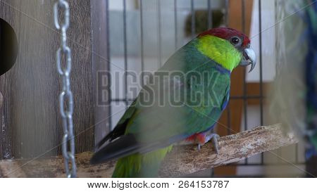 Parrot In A Golden Cage. Close-up. View Through The Bars Of The Cage