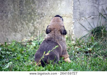 Image Of A Mixed Breed Cute  Puppies