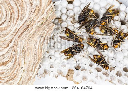 Close Up Of Dead Asian Hornet Wasp On Nest Honeycombed Insect Macro. Poisonous Venom Animal Colony. 