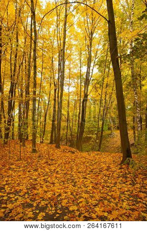 Landscape Autumn With Stem Of Trees With Colorful Leaves In Forect Park.