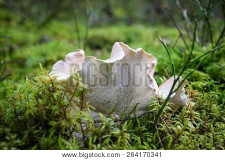 Hedgehog Mushrooms In Moss In Autumn Forest