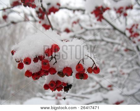 Service Tree en Snowcovered rode bessen
