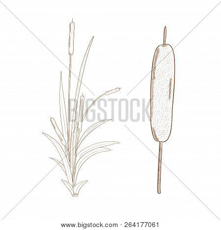 Rogoz, Reeds, Sedge. Sketch. On A White Background.