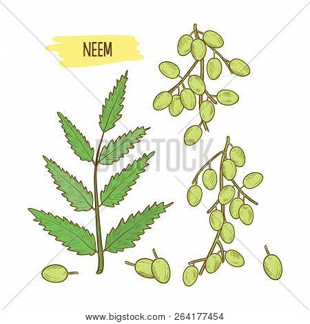 Neem, Sketch. Branch With Leaves And Fruits